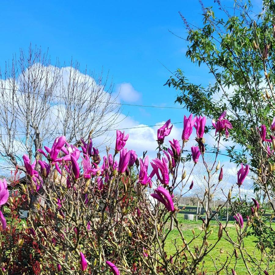 Birac  Domaine Toutet المظهر الخارجي الصورة